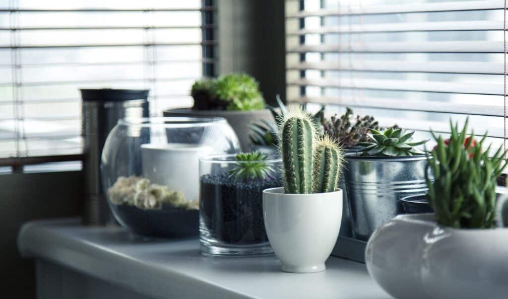 Add More Indoor Plants to Your Home
