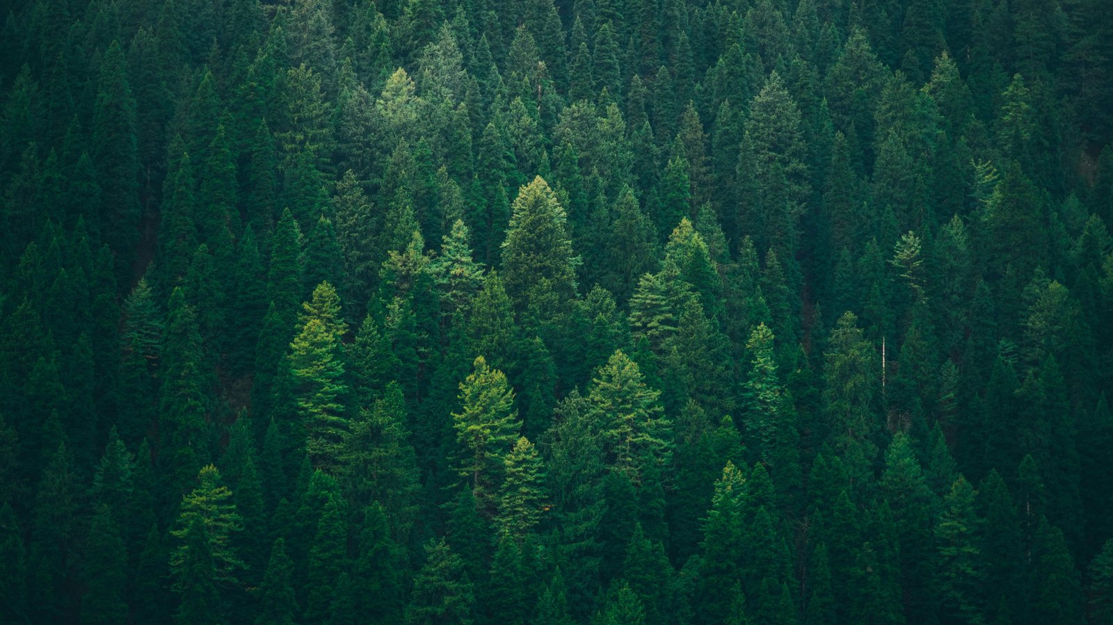 12 Real-World Examples of How Microclimates Create Completely Different Weather Just Miles Apart 5