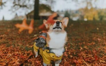 Dog under the autumn leaves