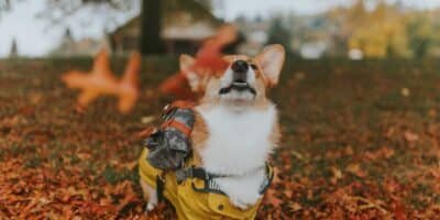 Dog under the autumn leaves