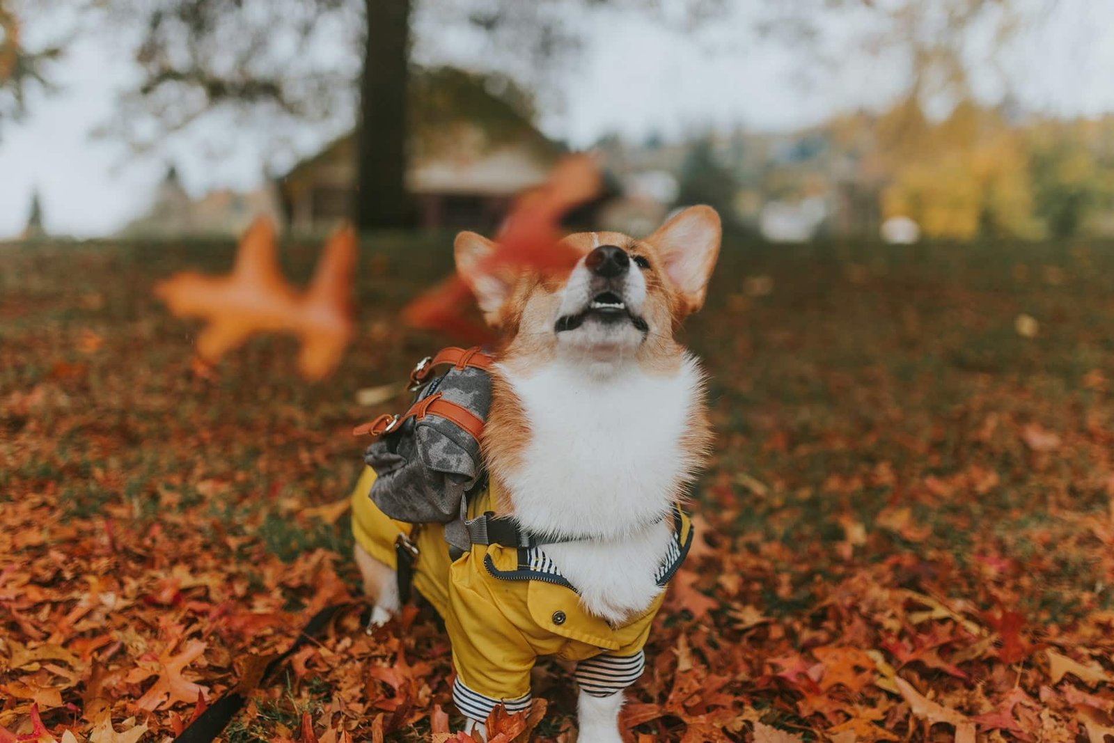 Dog under the autumn leaves