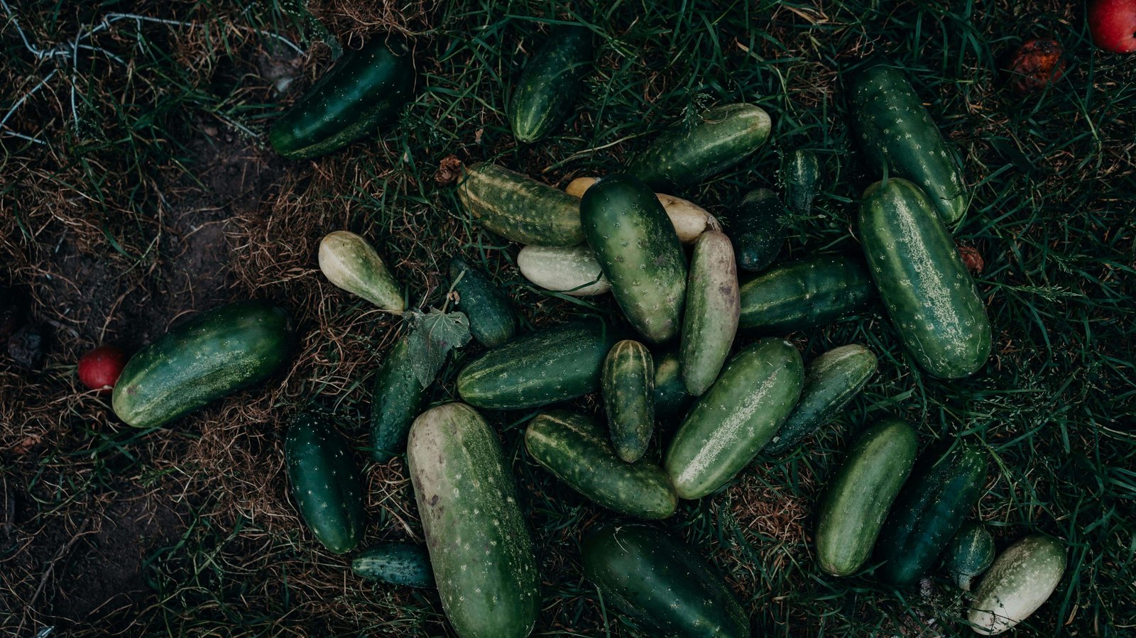 18 Foods and Drinks That Help Your Body Handle Heat Waves 2