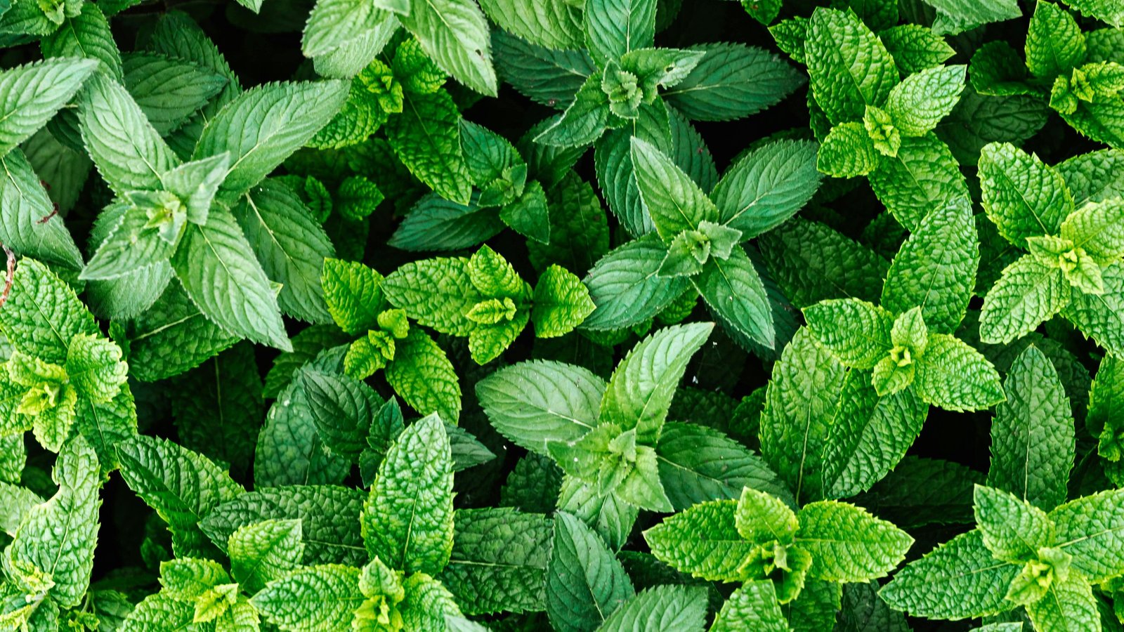 18 Foods and Drinks That Help Your Body Handle Heat Waves 9