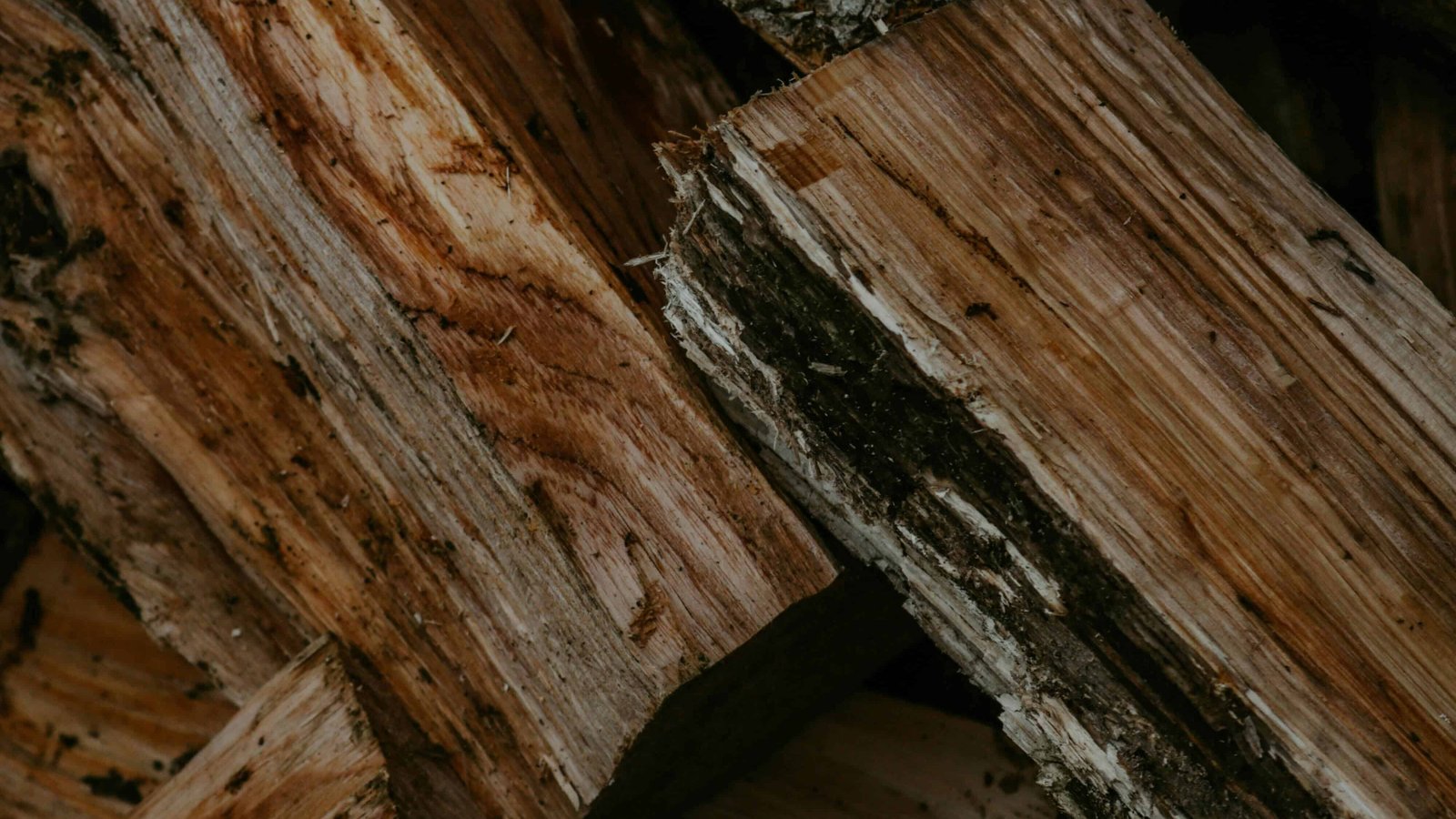 You Grew Up in New England If You Know These 15 Winter Traditions 10