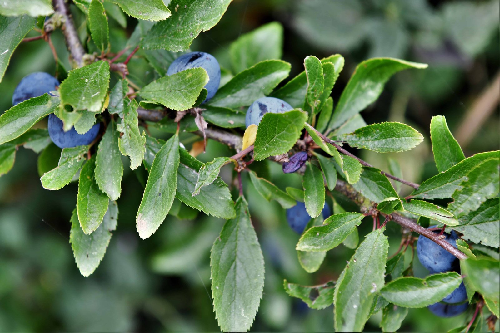 12 Free Wild Foods That Show Up After a Storm (If You Know Where to Look) 10