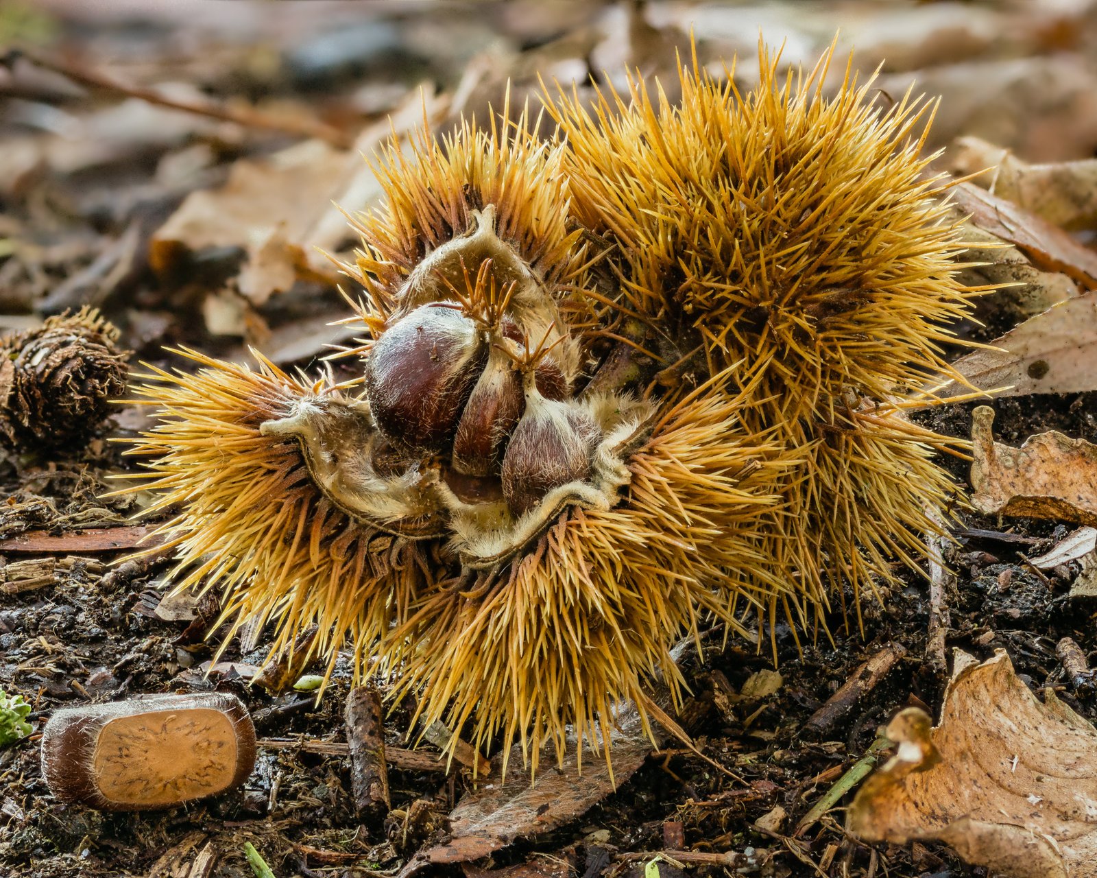 12 Free Wild Foods That Show Up After a Storm (If You Know Where to Look) 3