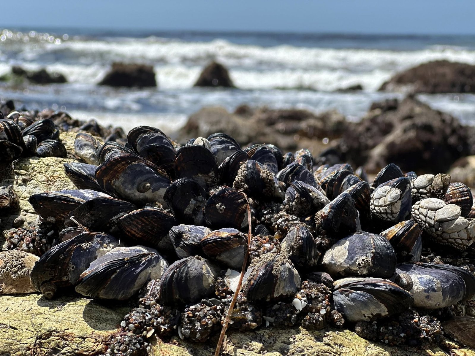 12 Free Wild Foods That Show Up After a Storm (If You Know Where to Look) 5