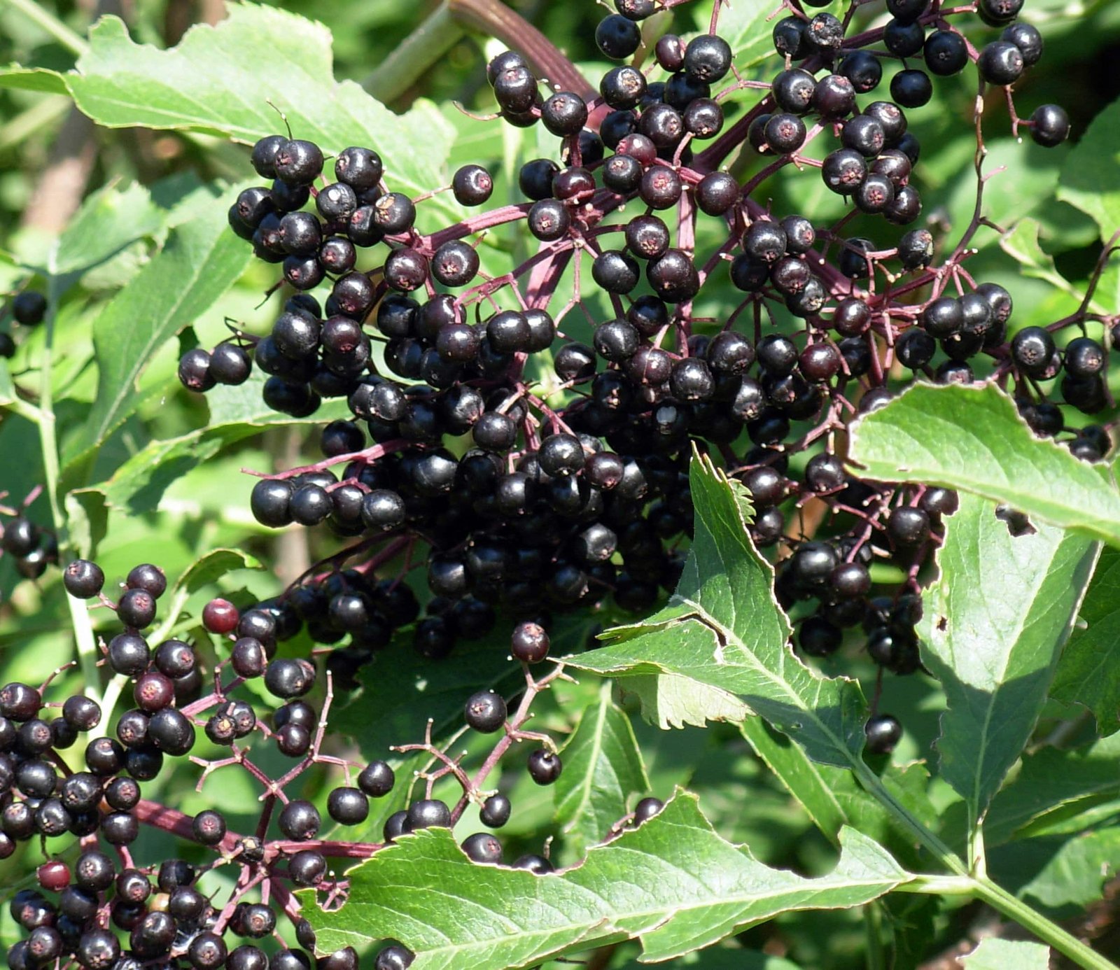 12 Free Wild Foods That Show Up After a Storm (If You Know Where to Look) 8