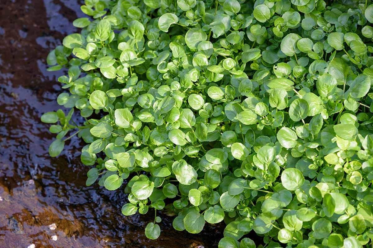 12 Free Wild Foods That Show Up After a Storm (If You Know Where to Look) 6