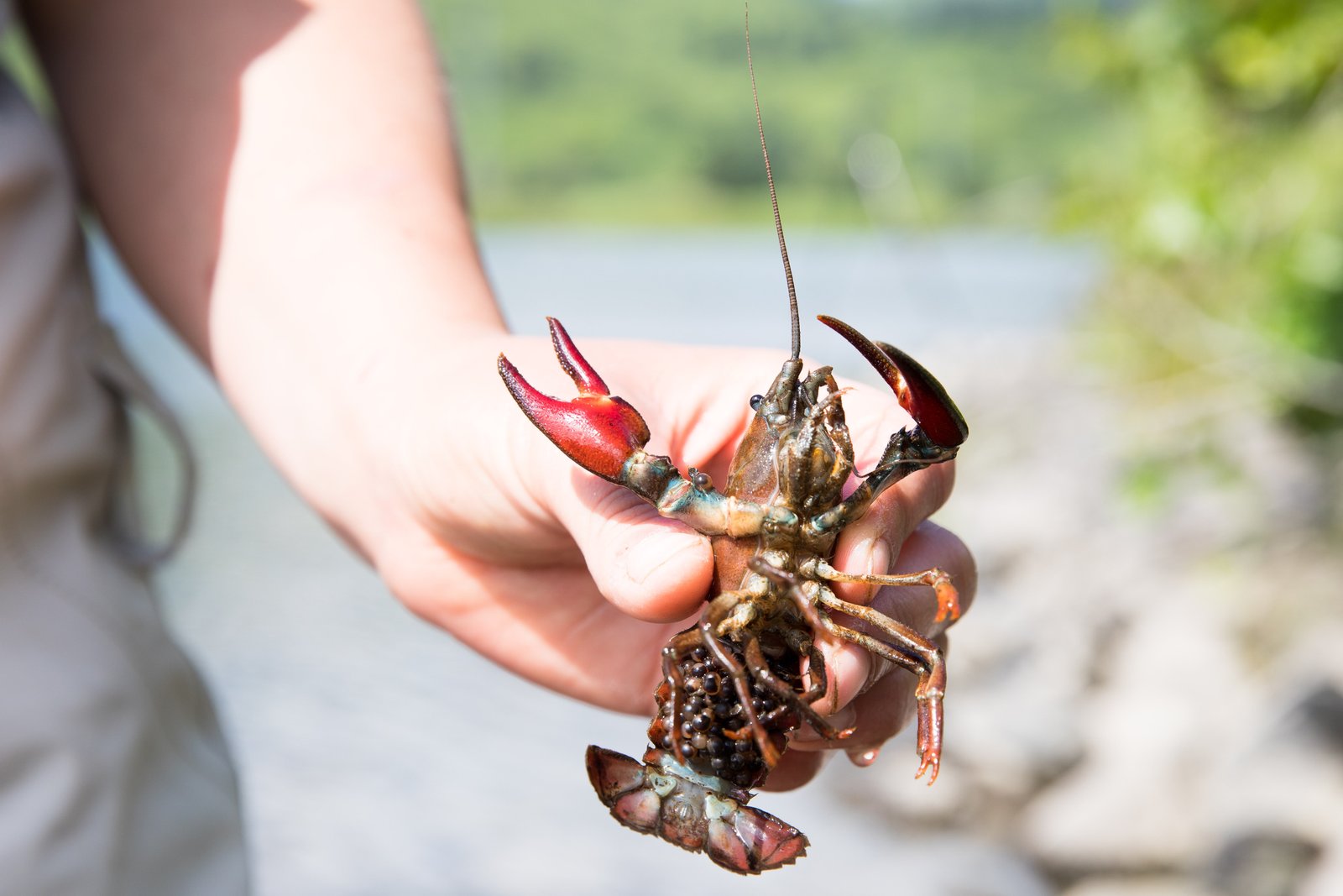 12 Free Wild Foods That Show Up After a Storm (If You Know Where to Look) 12