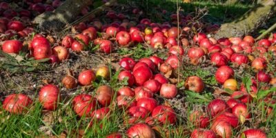 12 Free Wild Foods That Show Up After a Storm (If You Know Where to Look) 1