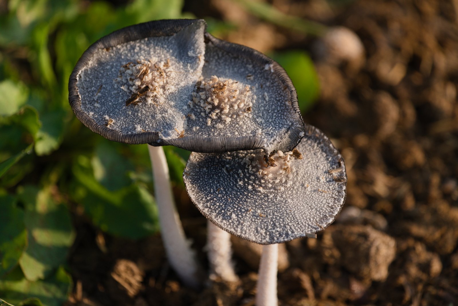 12 Free Wild Foods That Show Up After a Storm (If You Know Where to Look) 4