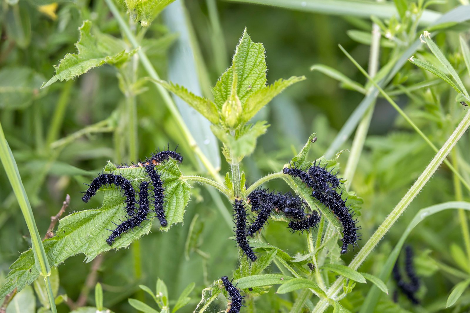 12 Free Wild Foods That Show Up After a Storm (If You Know Where to Look) 11