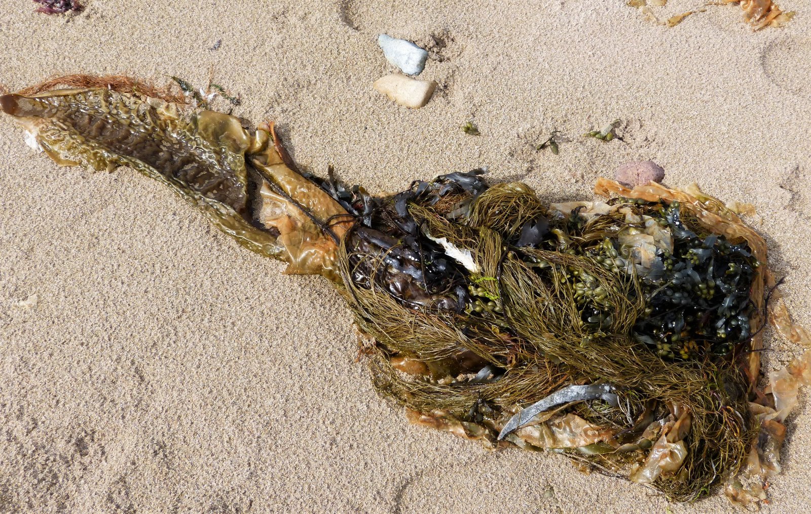 12 Free Wild Foods That Show Up After a Storm (If You Know Where to Look) 9