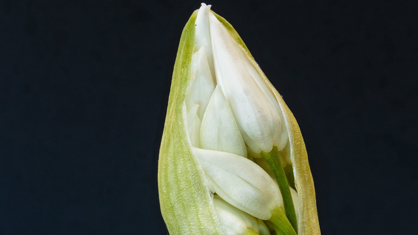 12 Free Wild Foods That Show Up After a Storm (If You Know Where to Look) 2