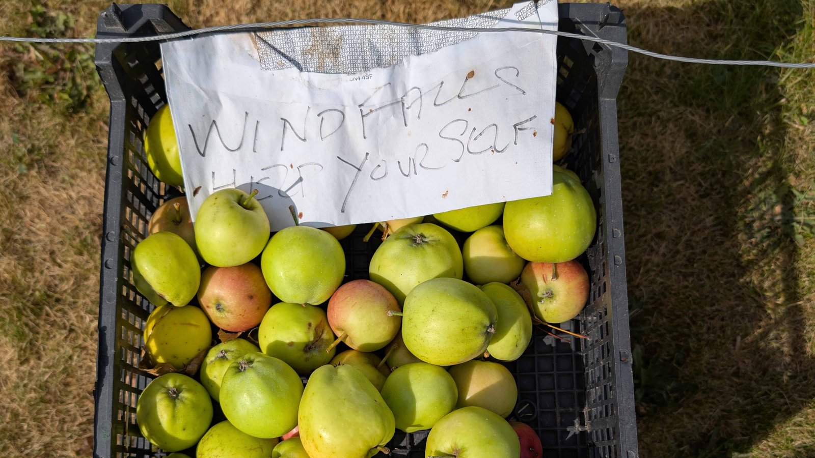 12 Free Wild Foods That Show Up After a Storm (If You Know Where to Look) 1