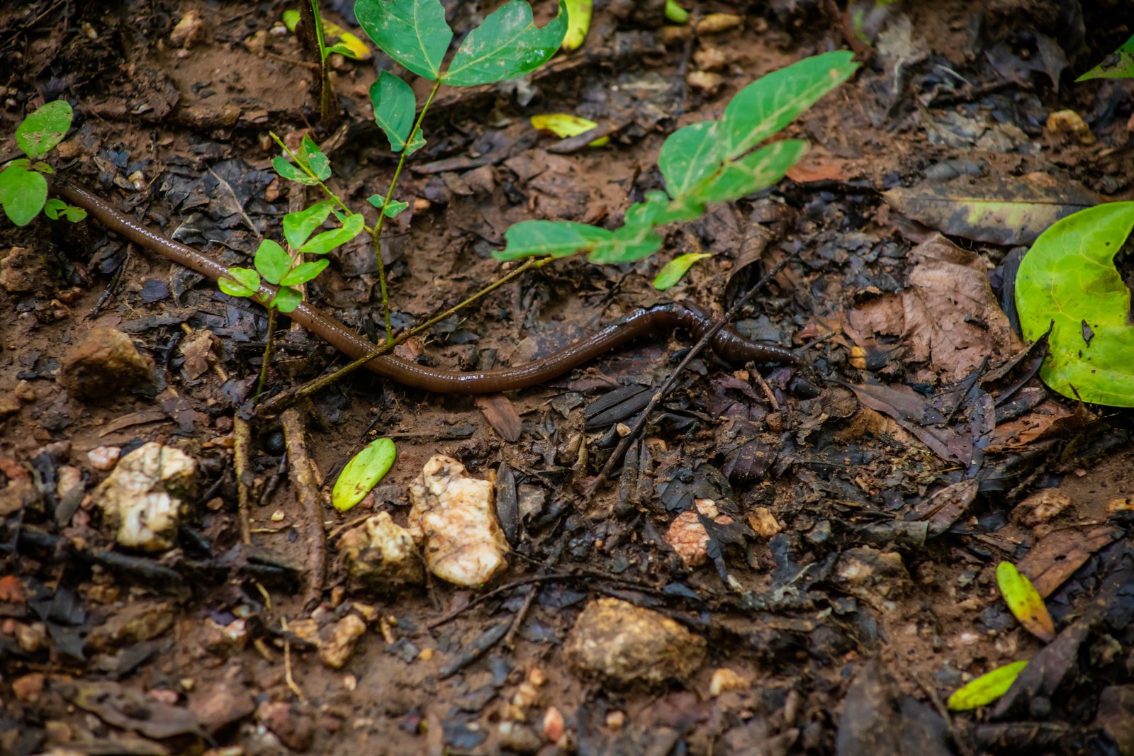 12 Free Wild Foods That Show Up After a Storm (If You Know Where to Look) 7
